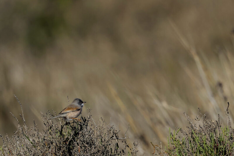 Fauvette à lunettes mâle